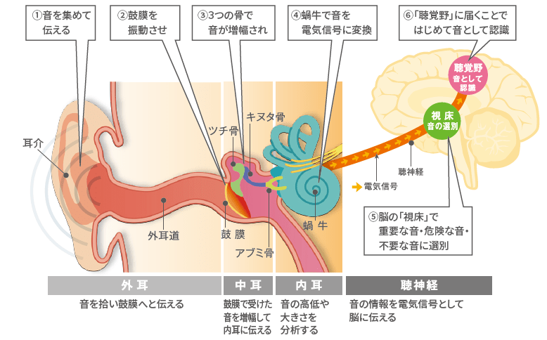 聞こえのこと 難聴のこと Signia